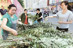 蘄艾產業崛起 出口內銷兩頭俏，小艾草邁向百億大產業新征程